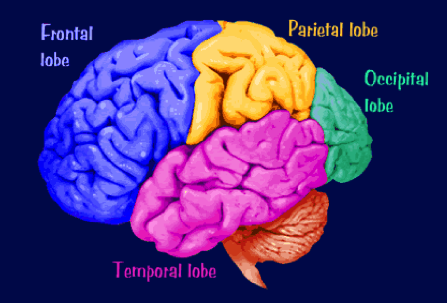 Description: http://morphonix.com/software/education/science/brain/game/specimens/images/cerebral_cortex_lobes.gif